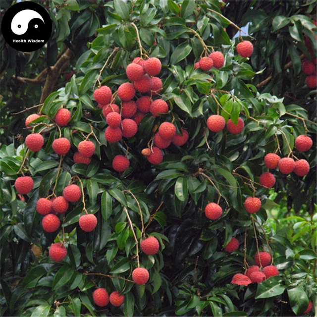 Buy Litchi Fruit Tree Semente 120pcs Plant Litchi Chinensis For Lychee