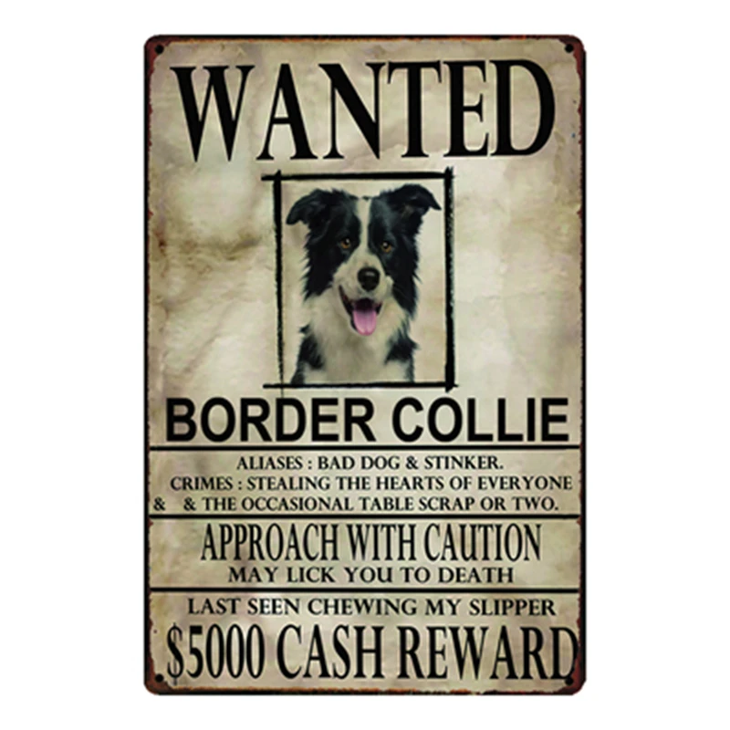 [Kelly66] собака Wanied Border Collie Chihuahua металлический знак оловянный плакат домашний Декор