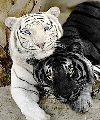 5D full square diy hand made diamond embroidery mosaic painting kits wall cross sticker black and white tiger picture home decor | Дом и сад