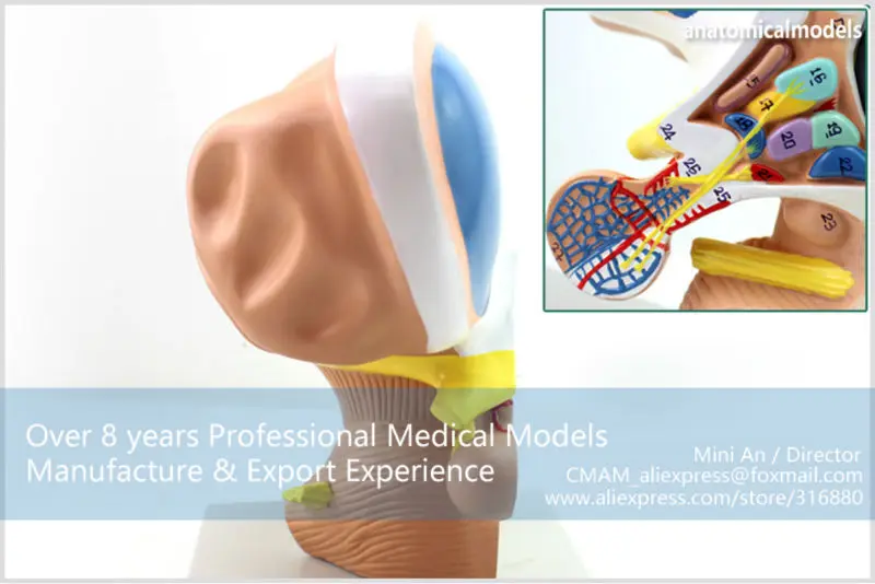 BRAIN13 CMAM MODEL Brain Diencephalon Thalamus Medical Model 6