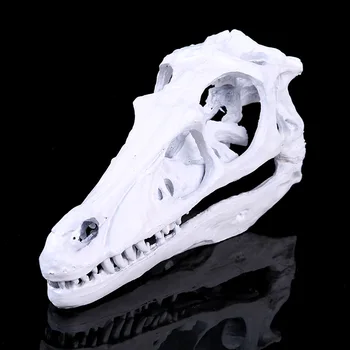 

Simulation Resin Crafts Home Decorations Accessories Furnishings Exhibition Hadrosaurus Dinosaur Skull Study Model