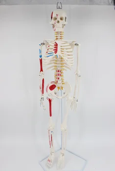 

85CM Human skeleton model with nerve vascular color mark educational teaching model