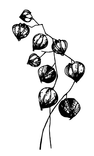 

chinese lantern Transparent Clear Stamps for DIY Scrapbooking/Card Making/Kids Christmas Fun Decoration Supplies