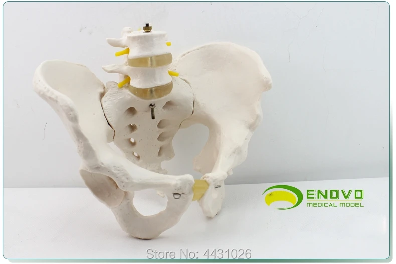ENOVO мужской модели таза два поясничных позвонков тазовой кости сакрального копчиковый человека. Bone модель ортопедии