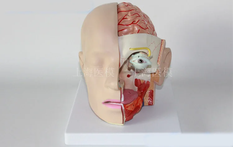 modelo-de-cabeza-adjunto-modelo-anat-mico-del-cerebro-con-nervio-ptico