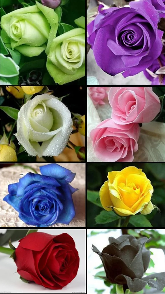 Free Shipping 8 Color blue yellow red black 160 Rose Seeds Garden Flower With Sealed Bag Packed |