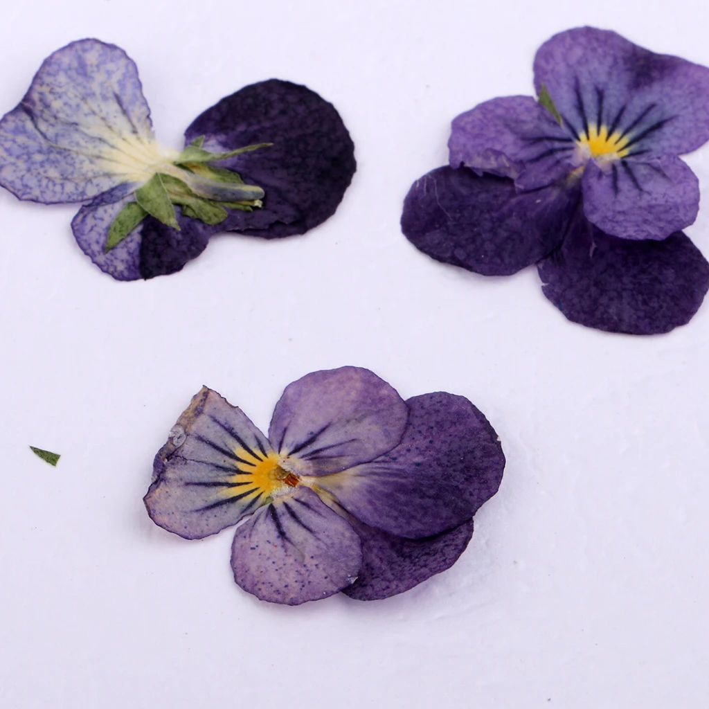 24 Pcs Violet Natural Real Dried Flowers For DIY Crafts Scrapbooking Nail Art Jewelry Making Resin Casting  DIY Necklace Pendant