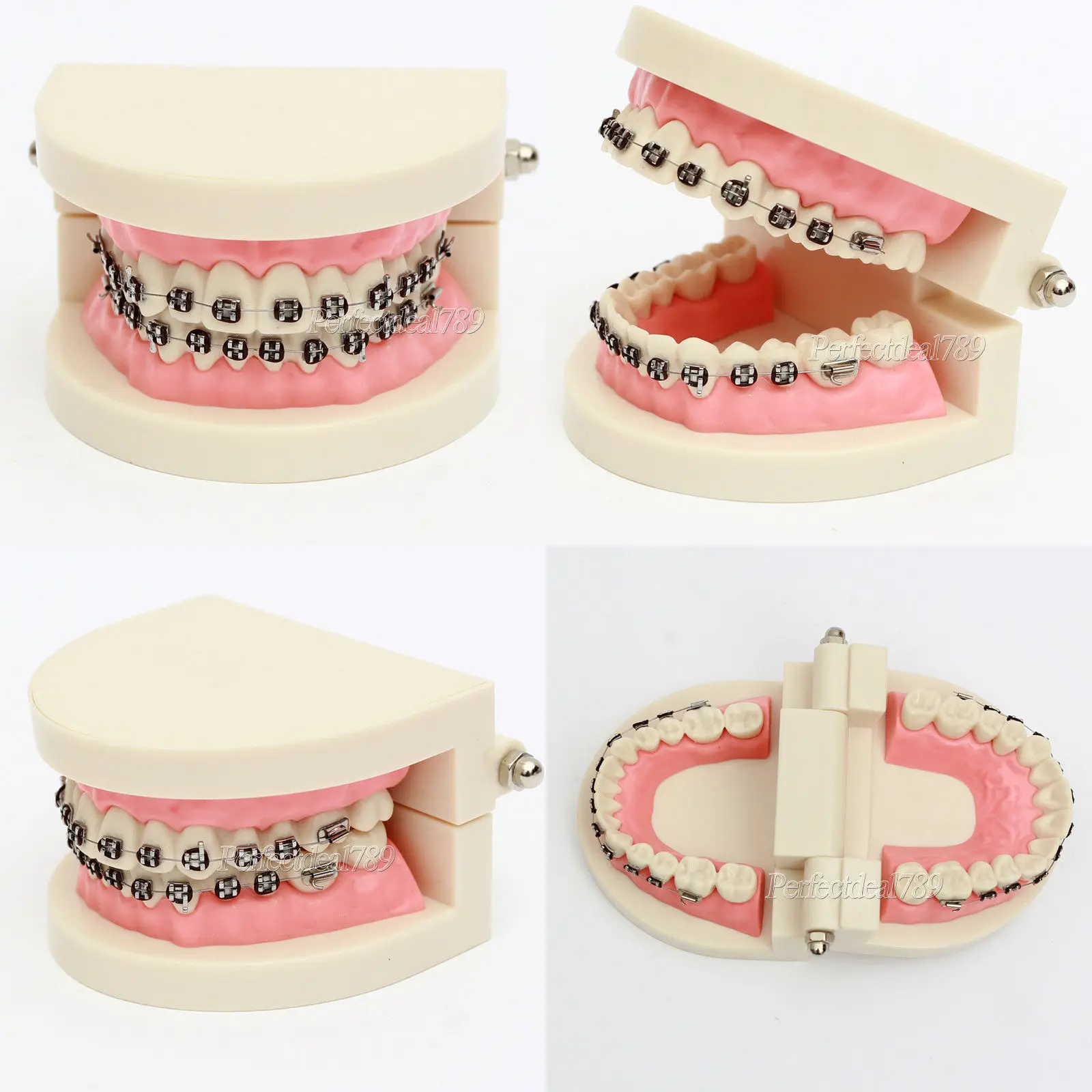 

Dental Teach Study Standard Typodont Demonstration Teeth Model With Bracket 1 Pc