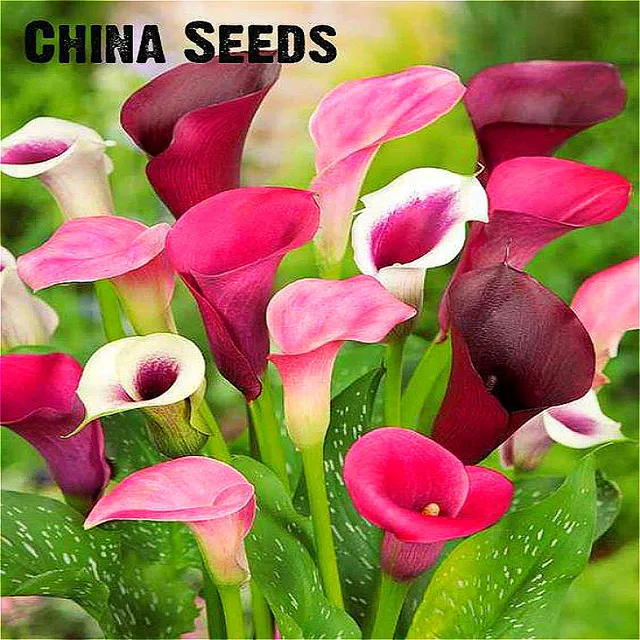 Calla Lily Plants Rare Bonsai Garden Potted Calla Lily Plants Rare Bonsai Garden Potted Flower Diy Plant For Home