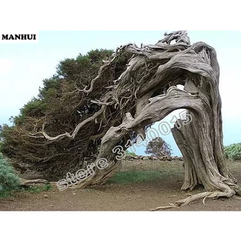 

Diy Diamond Painting Strange tree 5d Diamond Painting Set For Embroidery Stitch Picture By Numbers Landscape scenery BCD373