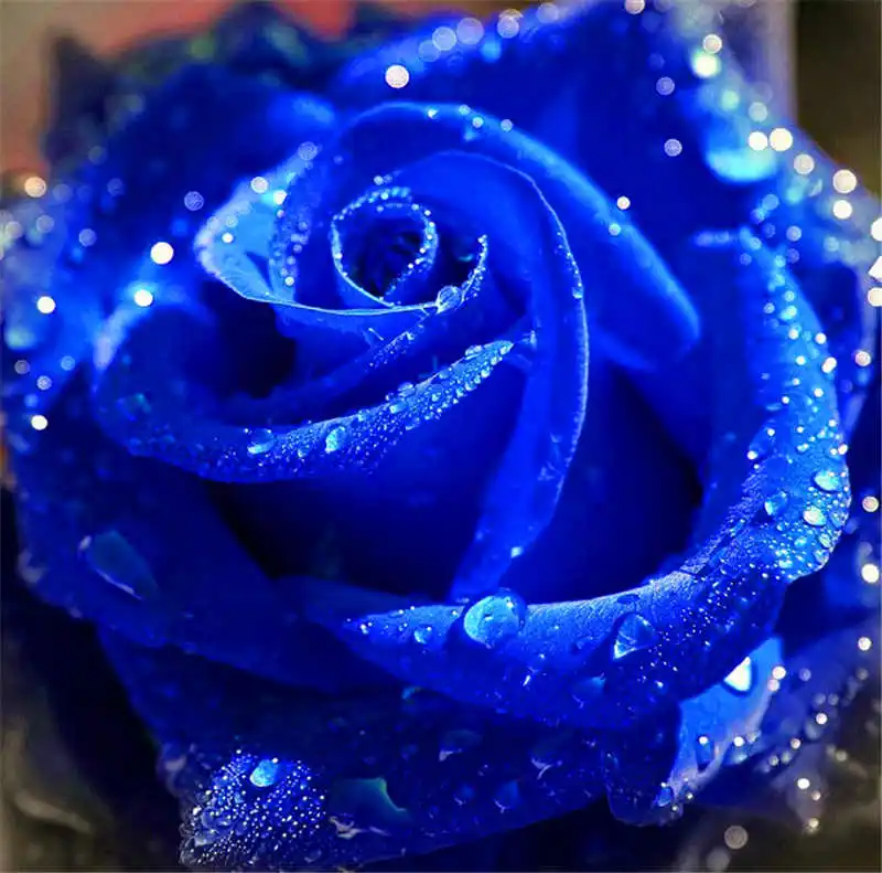 

Blue Rose Fragrant Gardens Flowering Plants Strong, Blue Dragon rose, Blue Rose bonsai plant 50 Seed/Pack