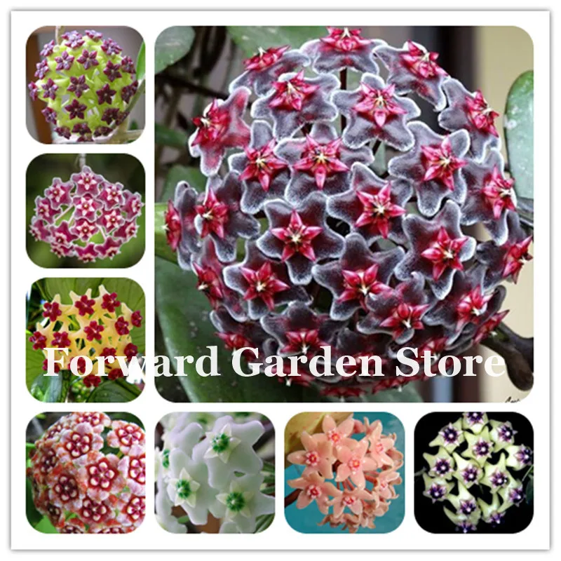 Hot ! 100 Pcs Rare Hoya Bonsai Flower For Home Garden, Ball Orchid Perennial Flowers Natural Growth For Garden Ornamental Plants