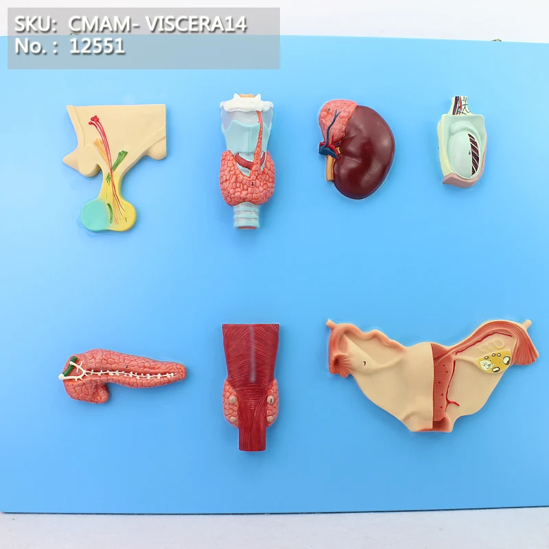 

CMAM/12551 VISCERA- Endocrine Organ Model, Human Digestive System Medical Teaching Anatomical Model
