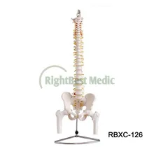 Life-Size Vertebral Column with Pelvis and Femur Heads