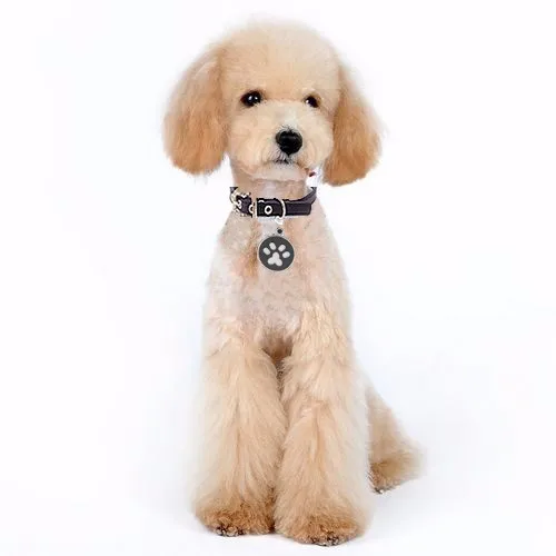 5-Pcs-lot-Pet-pendentif-100-en-acier-Inoxydable-Animal-empreintes-tag-chat-chien-Collier-pendentif (2)