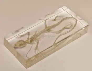 

Garden Lizard Skeleton Specimen in Acrylic traumatic gun pistol trauma medical instruments anatomy Anatomical Teaching model