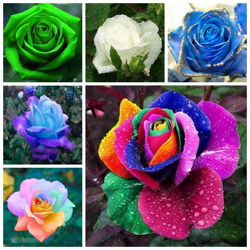 100pcs/bag Rose plants Rainbow Rose So Charming Bonsai Flower plants ...