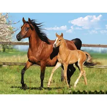 Full Square/Round Drill 5D DIY Diamond Painting Animal horse Embroidery Cross Stitch Home Decor Gift 5d 100% full square round diamond painting black africa elephants wild animal cross stitch diamond embroidery for room fs4792