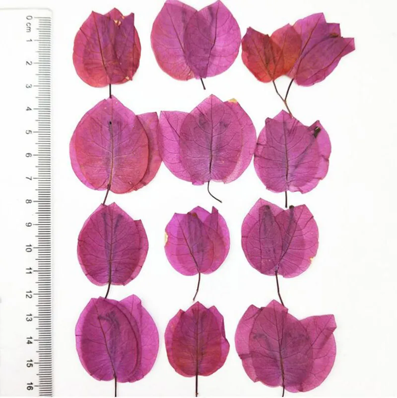(HSWL)-6