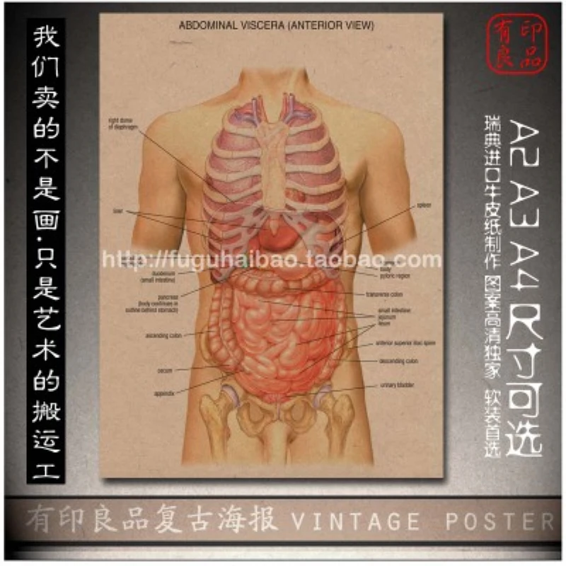 Vintage Medicine Human anatomy Posters Kraft Paper Painting Wall Sticker Print Art Hospital Classrooms Interior Decoration A13 | Дом и сад