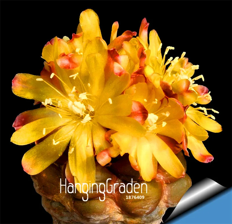 

Promotion!100% Genuine 10Pcs/Bag Conophytum Calculus rarest succulent cactus Bonsai~Lithops Plant Semillas De Flores,#DTO8JF