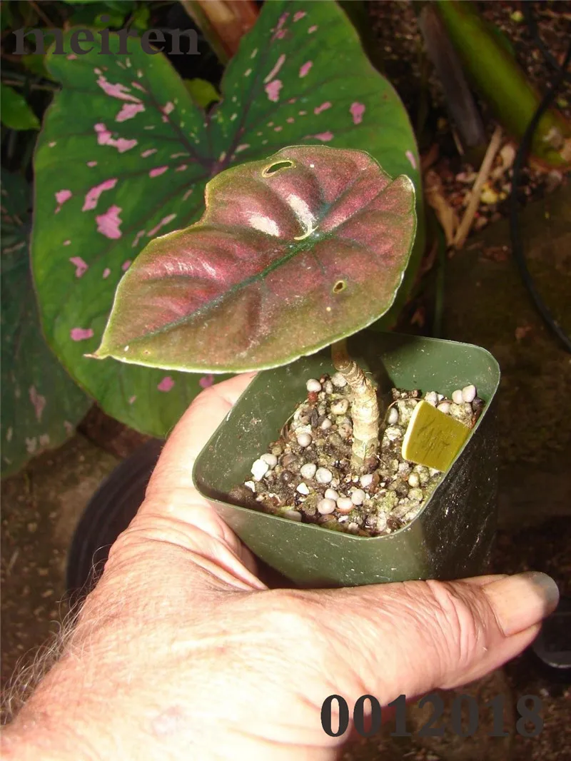 Bonsai 20 Pcs Alocasia Purple Elephant Ear Potted Plant Home Garden