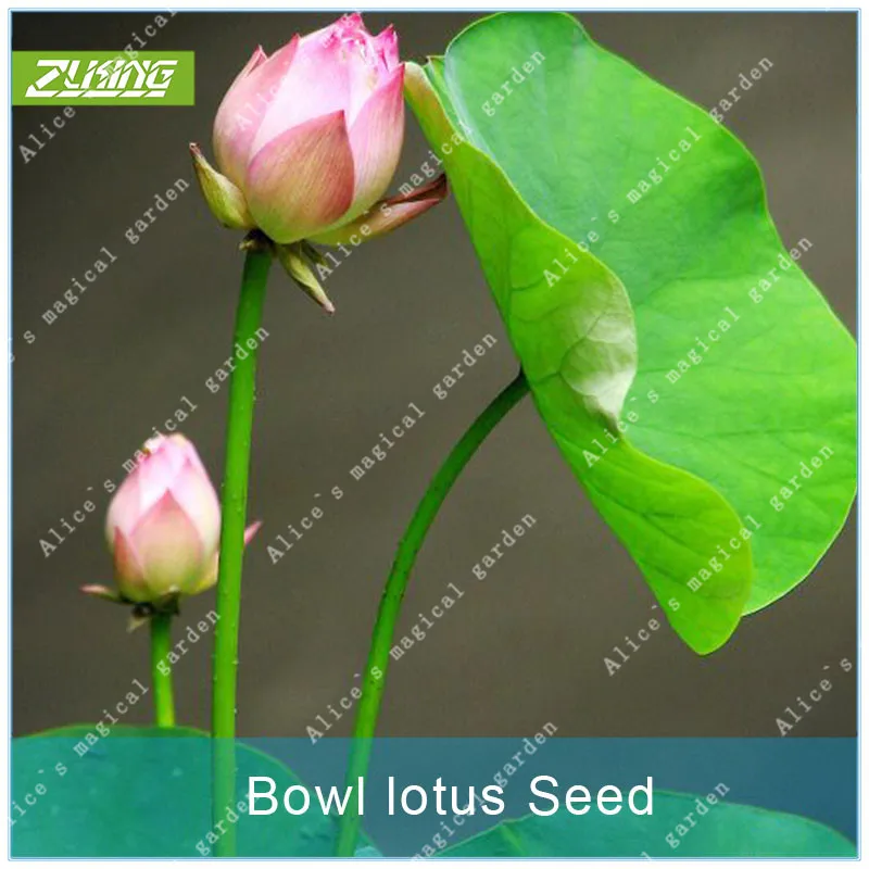 

ZLKING 10 Pcs Bowl Lotus DIY Flower Plant Bonsai Grow Indoor Flowers Fast Growing Plant