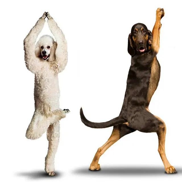 3 шт. хит продаж Современная Настенная живопись Happy Dogs танцевальная Печать на