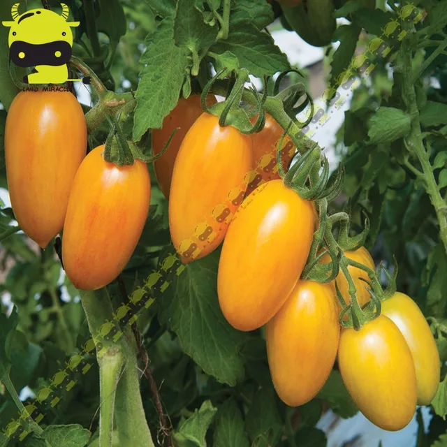 Aliexpress Land Miracle Heirloom Non Gmo Tomato Fresh Land Miracle Heirloom Non Gmo Tomato Fresh Organic Seeds 100 Pack