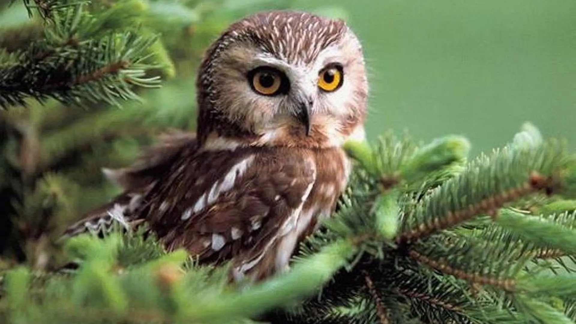 LIPHISFUN Diamond Painting Embroidery Cross Stitch Full Drill Home Decor Wallpaper Wall Sticker Gift owl animal tree | Дом и сад