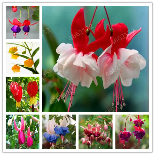 

100pcs Multiple Color Fuchsia Bonsai Hybrida Hort Flores Bonsai Lantern Flowers For Garden Home Indoor Blooming Plants