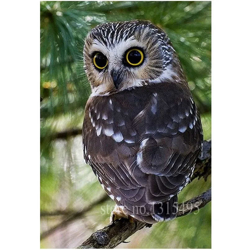 

Diamond cross stitch painting by numbers diamond embroidery owl 20x28cm mosaic kit the paintings on the wall 3d diamond art E057