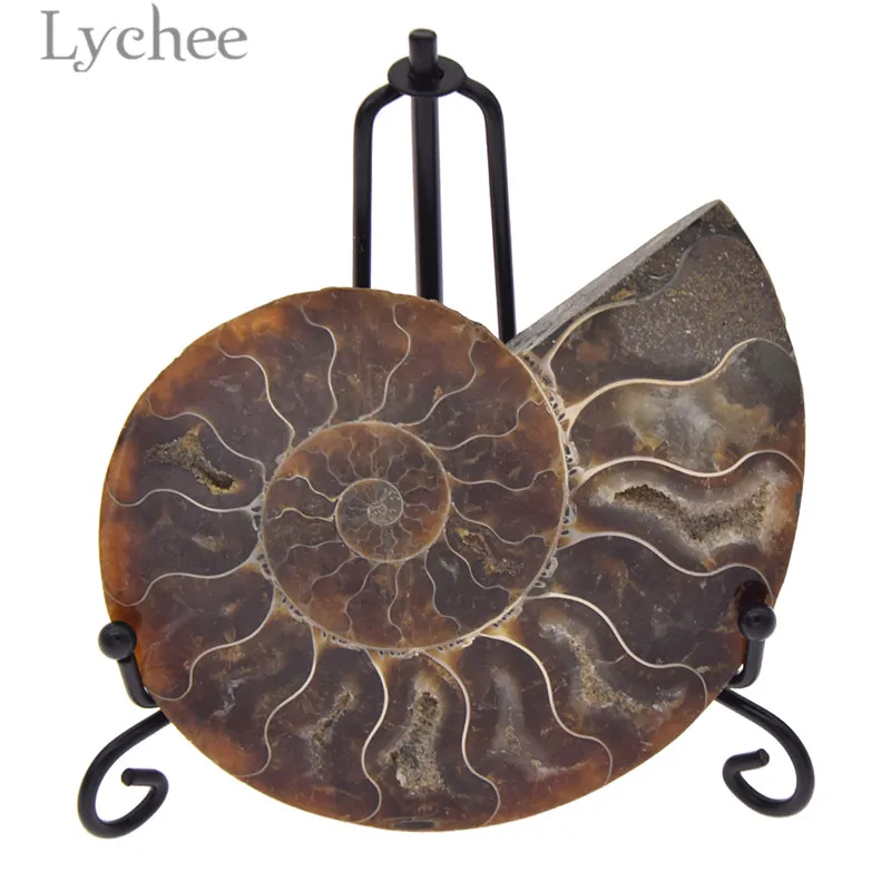 

Lychee Natural Ammonite Fossil Conch with Stand Real Sea Conch Decors Home Living Room Decoration