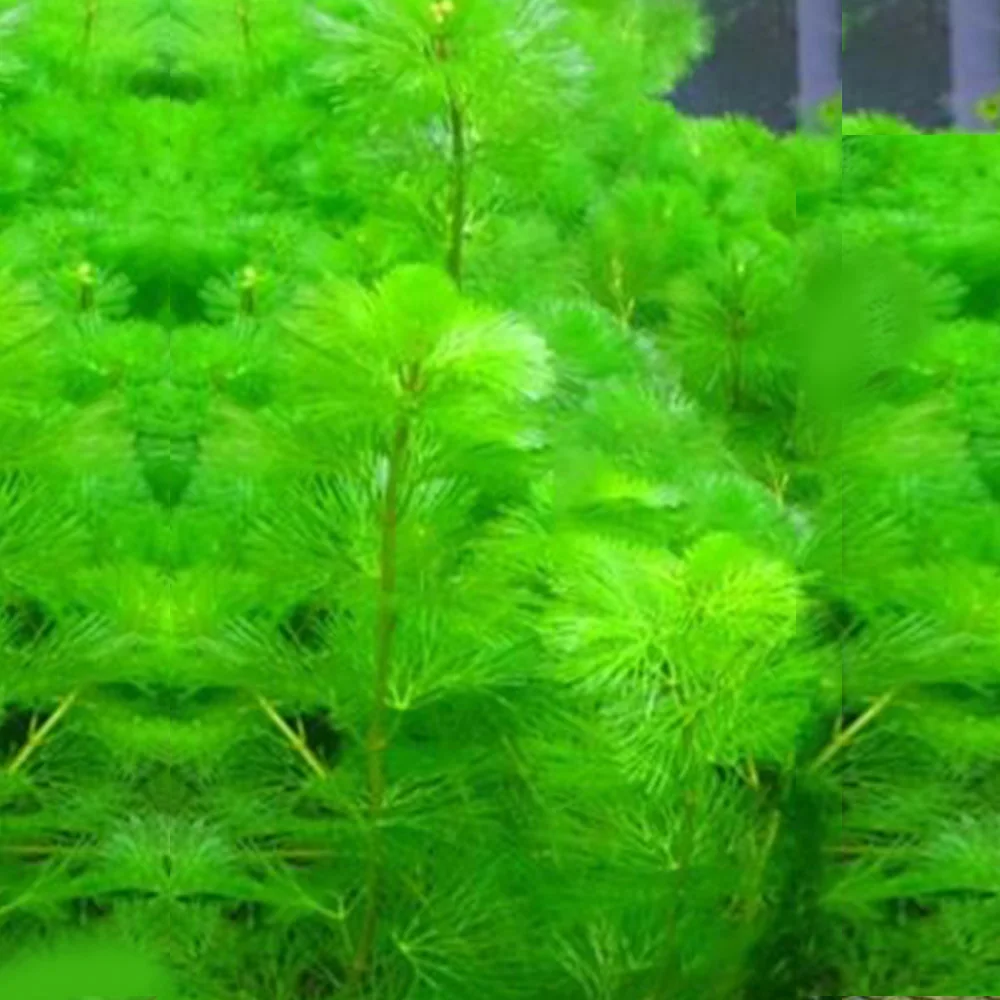 Аквариумное искусственное растение, украшение зеленой травы, ландшафтное моделирование, водные растения, ландшафтные аксессуары, украшение