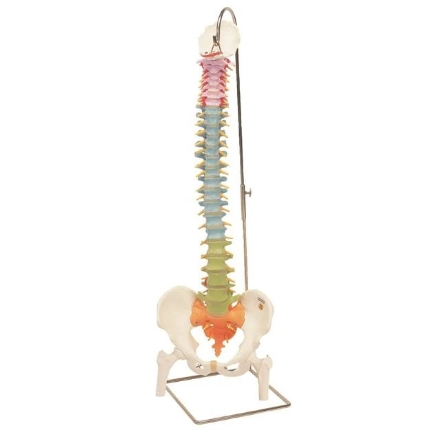 Fabrication Enterprises 12-4537 Anatomical Model - Flexible Spine Didactic with Femur Heads