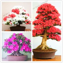 109 шт./пакет японский Рододендрон Azalea цветы-Флорес дерево растения семена бонсай растения DIY Цветы для дома, сада, горшки