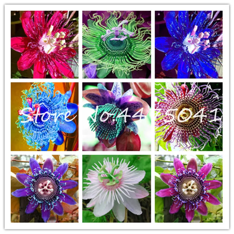

30 Pcs Bonsai Passiflora Passion Mixed Flowers Tasty Colorful Garden Climbing Perennial Tropical Flower Indoor Plants High Germi