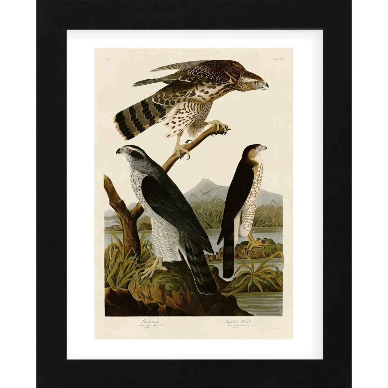 Goshawk and Stanley Hawk (Framed)