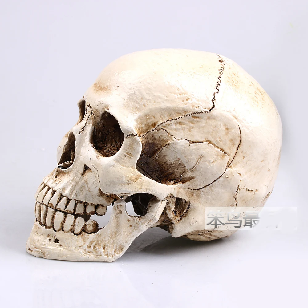 human skull model Mongol resin skull model  human skeleton model 2
