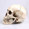 human skull model Mongol resin skull model  human skeleton model 2