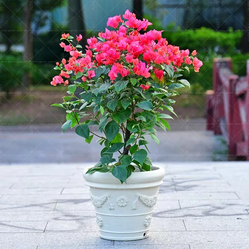 

100pcs Bougainvillea Bonsai Flowers Sementes Plantas indoor bonsai tree flores potted plants garden decoration kwiaty ogrodowe