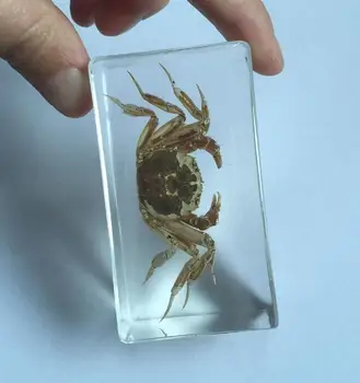 

FREE SHIPPING Chinese Real Crab Insect Lucite Clear Cuboid Vogue Crafts YQTSZ001