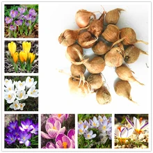 crocus saffron bulbs (not saffron seeds) iran saffron bulbs bonsai flower seeds bulbous flowers potted garden plant – 2 bulbs