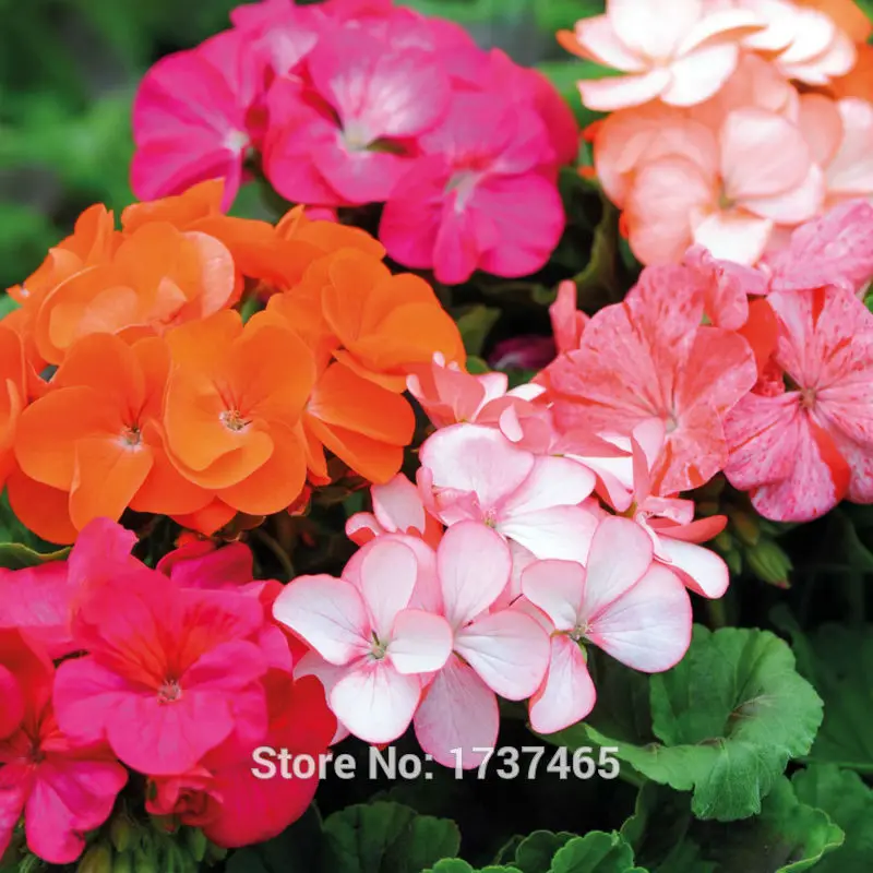 Röd solbacka пеларгония. пеларгония зональная павла. пеларгония зональная красная и белая. пеларгония алая герань. пеларгония зональная микс.