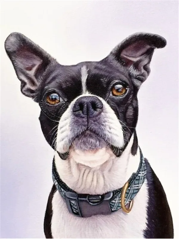 Haucan DIY изображение собаки из страз животное, бриллиант, вышивка продажи квадратные Стразы изображение 5d Алмазная мозаика челнока - Цвет: FV9375