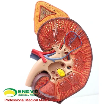 

Kidney model of human renal adrenal