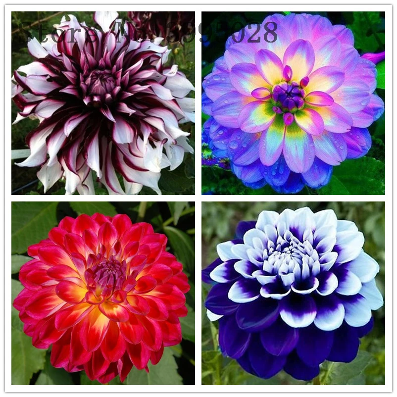 20 Pcs/bag Imported Dahlia Bonsai,Charming Dahlia Flower,Beautiful Perennial Flowers Dahlia Pinnata Potted Plant for Home Garden 20 Pcs/bag Imported Dahlia Bonsai,Charming Dahlia Flower,Beautiful Perennial Flowers Dahlia Pinnata Potted Plant for Home Garden