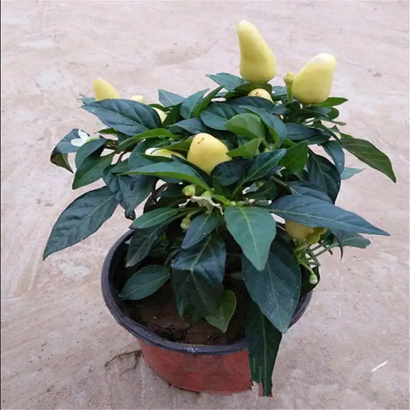 200pcs Hot Pepper Capsicum annuum Ornamental Chili Seedss, plants vegetables food Mini Hot Pepper plants