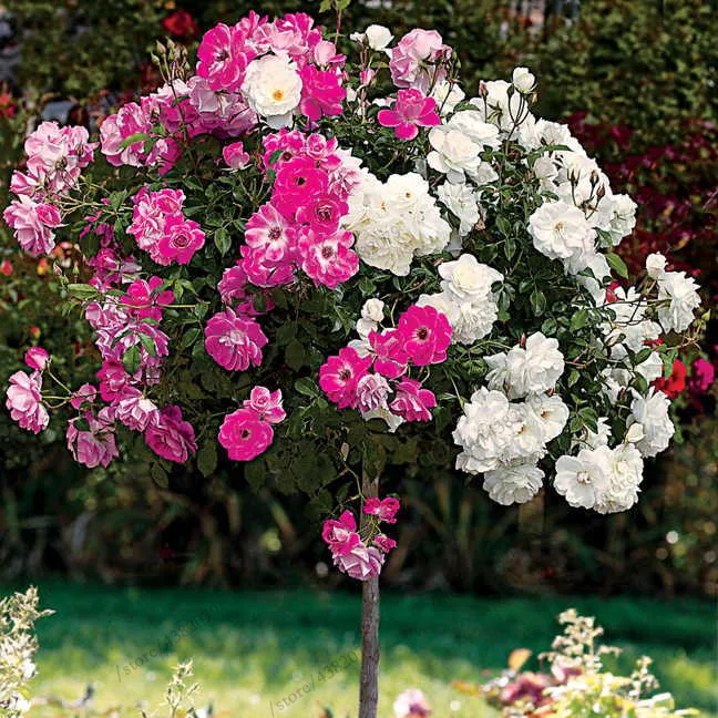 100Pcs Mix-color rose tree seedling rare rose flower Bonsai for home garden planting Potted,Balcony & Yard Flower bonsais planta