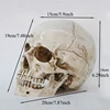 Medical Model Human Head Model Resin Replica In Natural Size 1: 1 Halloween Decoration High Quality Home Decorative Crafts Skull 1